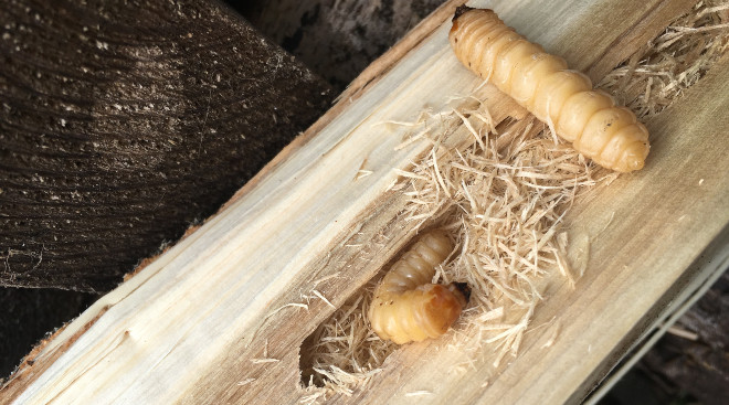 Die Bedrohung verstehen: Umgang mit Holzwurm in Ihrem Zuhause